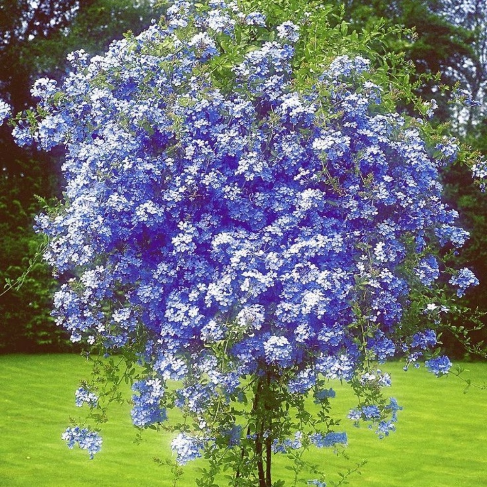 Meet your Posher, Cheerful Tree